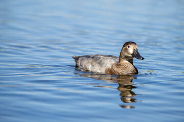 Pato juvenil disfrutando de un tranquilo paseo en un lago con reflejos naturales.