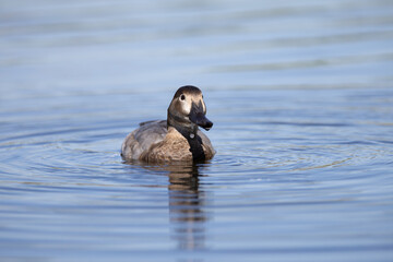 Pato juvenil disfrutando de un tranquilo paseo en un lago con reflejos naturales.