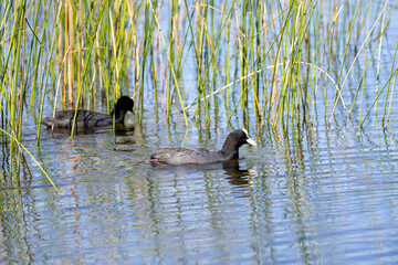Dos fochas nadando entre juncos en un entorno natural.