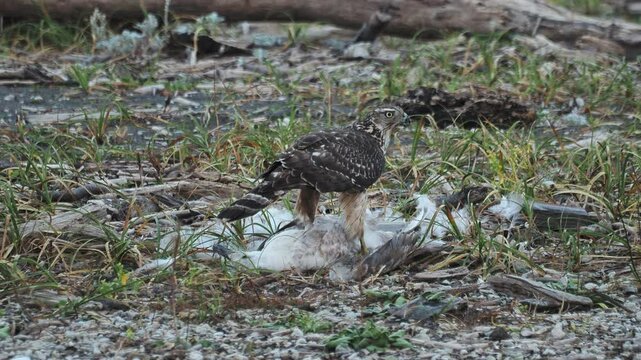 カモメと食べるオオタカ