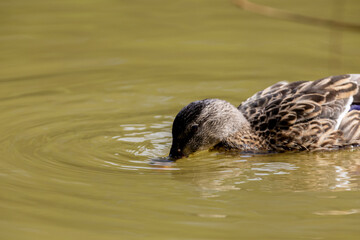 Un pato silvestre busca alimento en el agua mientras crea pequeñas ondulaciones, destacando su plumaje detallado y la calma del entorno