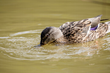 Fototapeta premium Un pato silvestre busca alimento en el agua mientras crea pequeñas ondulaciones, destacando su plumaje detallado y la calma del entorno