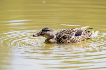Un pato silvestre busca alimento en el agua mientras crea pequeñas ondulaciones, destacando su...