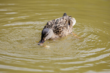 Un pato silvestre busca alimento en el agua mientras crea pequeñas ondulaciones, destacando su plumaje detallado y la calma del entorno