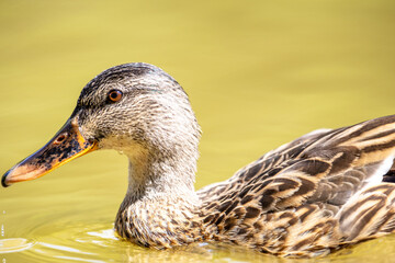 Un pato silvestre flota serenamente en agua clara, mostrando los detalles de su plumaje marr&oacute;n y su pico anaranjado