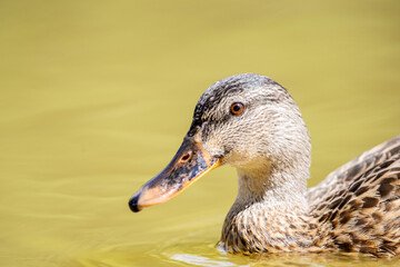 Un pato silvestre flota serenamente en agua clara, mostrando los detalles de su plumaje marr&oacute;n y su pico anaranjado