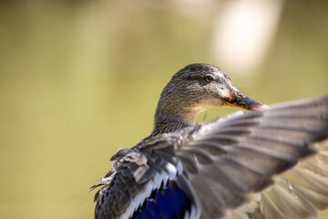 Un pato silvestre despliega sus alas con gracia junto al agua, resaltando su plumaje detallado y su pico oscuro