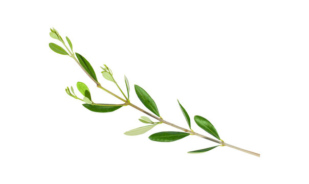 Olive branches with green leaves isolated on white background