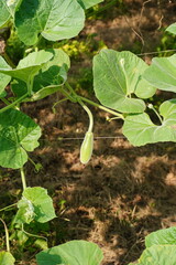 Bottle gourd flower bud is hanging from its plant 