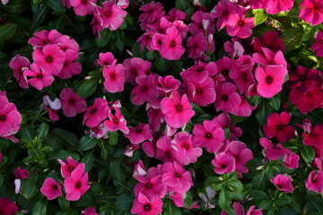 Flowers in the garden for background