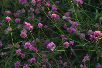Flowers in the garden for background
