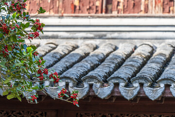 Thornless holly beside the eaves of an ancient building