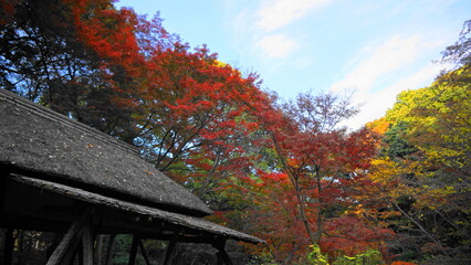 秋の六義園