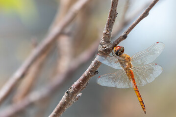 頭部が金属のように美しく光るウスバキトンボ