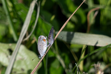 湖の畔を散策してるとツバメシジミのつがいに出会った