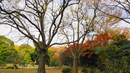 Fototapeta premium 秋の六義園