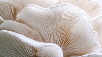 Close Up of Oyster Mushroom