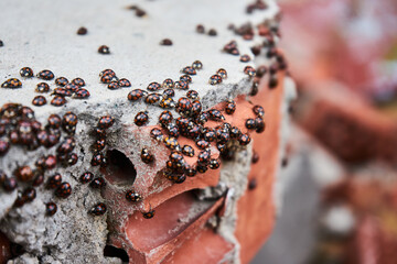 ladybug insect invasion. A lot of coccinellids, infestation of beetles on a brick. Coccinella © Sea_Inside_Soul