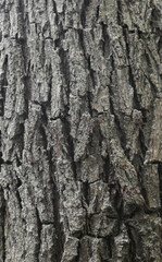 Beautiful close-up of the bark of ziziphus mucronata