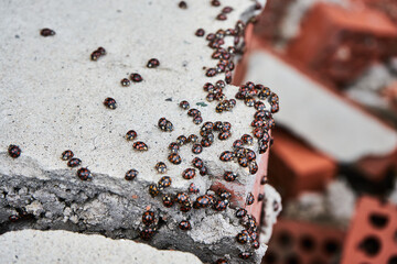 ladybug insect invasion. A lot of coccinellids, infestation of beetles on a brick. Coccinella
