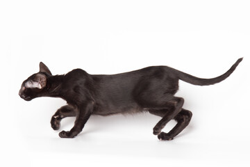 portrait of a cute black oriental cat in front of white background. kitty studio shot with copy space