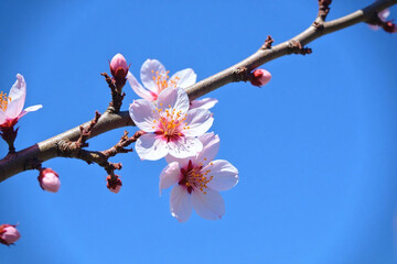 Blooming cherry blossom branch blue sky pink yellow hues