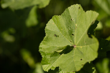 Una diminuta mosca posada en una hoja verde captada con un enfoque macro detallado