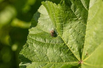 Una mosca pequeña reposando sobre una hoja verde con textura, capturada en un enfoque macro natural