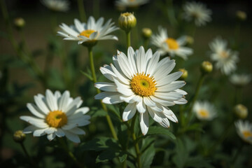 Fototapeta premium Chrysanthemum plant white flowers yellow centers layered petals