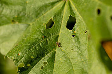 Una diminuta mosca posada en una hoja verde captada con un enfoque macro detallado