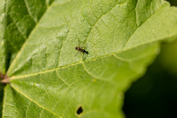 Una diminuta mosca posada en una hoja verde captada con un enfoque macro detallado