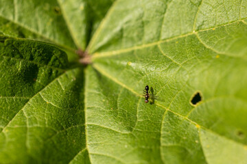 Una diminuta mosca posada en una hoja verde captada con un enfoque macro detallado