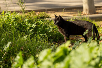 Un gato negro camuflado entre la vegetación con un fondo iluminado por el sol