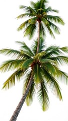 Fototapeta premium Tropical coconut tree with large leaves on a white background, isolated, garden, plant