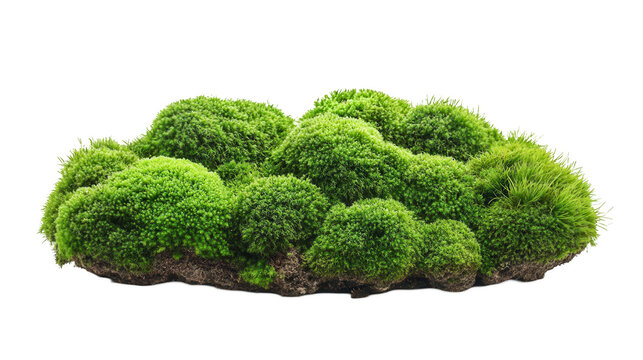 Verdant Moss Island, lush green clusters with rich texture evoke natural serenity against a white backdrop Isolated on white background or PNG
