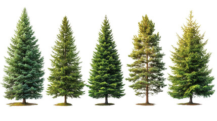 Obraz premium christmas tree isolated on white background