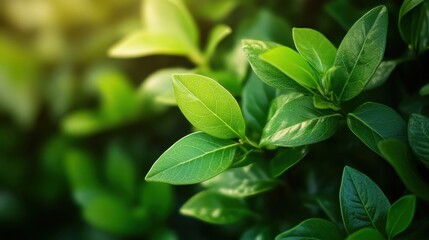 Lush Green Leaves Sparkling Under Sunlight with Soft Background