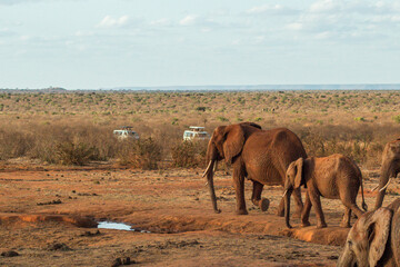 Elephants being observed by tourist in an African Safari