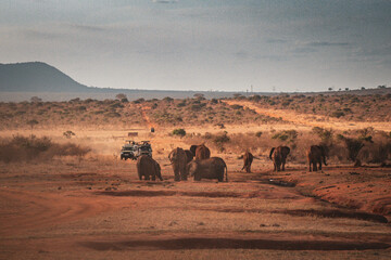 Tourists on a van observe African elephants