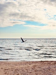 Naklejka premium seagull flies over the sea