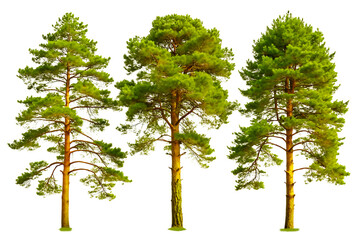 Set of Pinus sylvestris Scotch pine spruce big tall tree isolated on white background.AI GENERATED