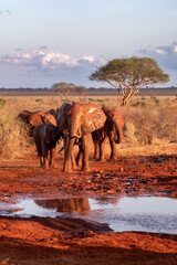 Elephants of an African safari © Pedro Donato