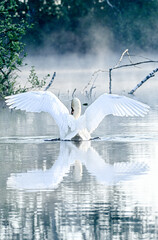  Schwan, Wasser, Nebel, Teich, Eleganz, Natur, Ruhe, Spiegelung, Schönheit, sanft, Majestät,...