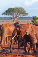 Fototapeta premium Elephants of an African safari