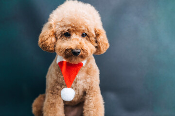Close-up small ginger poodle dog in a Santa cap on a blue-green background. Pet's portrait....