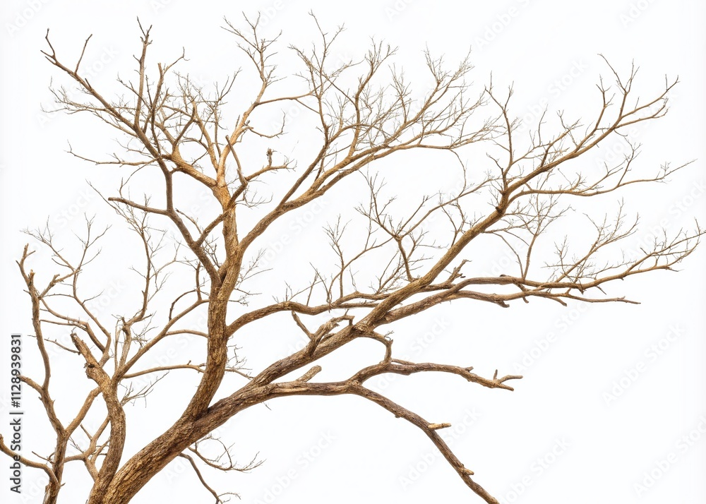 Aufkleber dry thin branches of a tree isolated on a white background, perfectly composed using the rule of thi