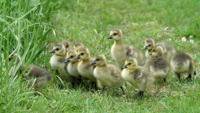 Many canada goose goslings on a meadow, 16:9