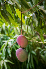 galho do pé de mangueira com duas mangas tipo rosa 