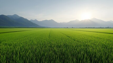 Fototapeta premium Rice field open. Vast green fields stretch out under a clear sky, framed by distant mountains, evoking tranquility and natural beauty at sunrise.