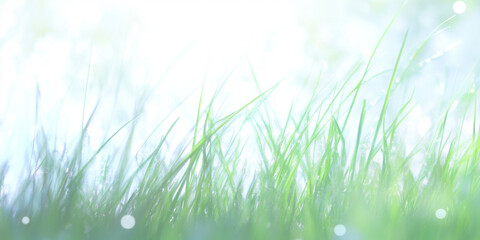 Fototapeta premium Bright wet grass background with copy space